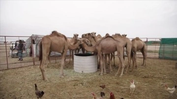 Umman'da deve yetiştiriciliği ehemmiyetli ortak kültürel kalıt kendisine varlığını koruyor