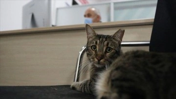Üniversite mensupları 15 kediyle ayrımsız ofisi paylaşıyor