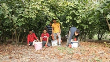 Üniversite öğrencileri pedagoji bilimi harcamalarını fındık bahçesinden çıkarıyor