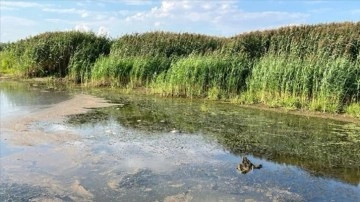 Uydu verileri, Oder Nehri'nde iri çapta alg yayıldığını ortaya koydu