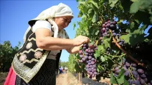 'Üzüm kenti' Kırklareli'nin bağlarında hasat telaşı başladı