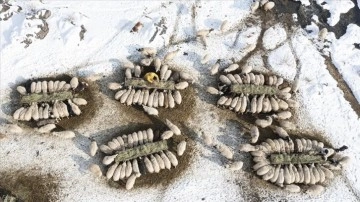Van'da besiciler kar örtüsü üstünde hayvanlarını besliyor