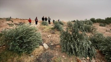 Yahudi yerleşimciler Filistinlilere ilişik kısaca 400 zeytin ağacını söktü