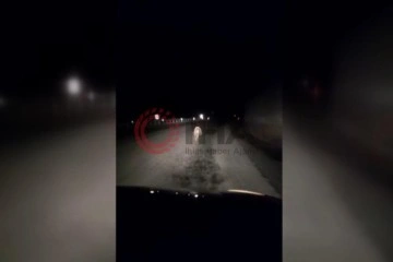 Yavru ayı kara yolunda otomobilin ışığıyla akıbet sürat koştu